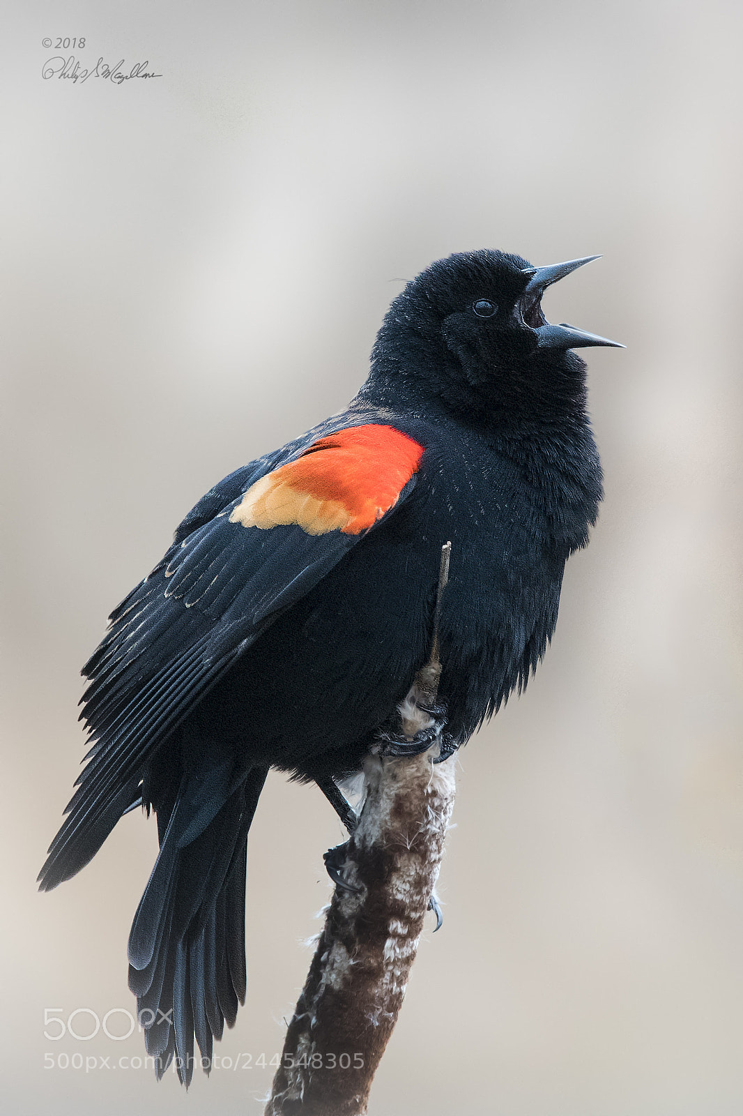 Nikon D500 sample photo. Red winged blackbird photography