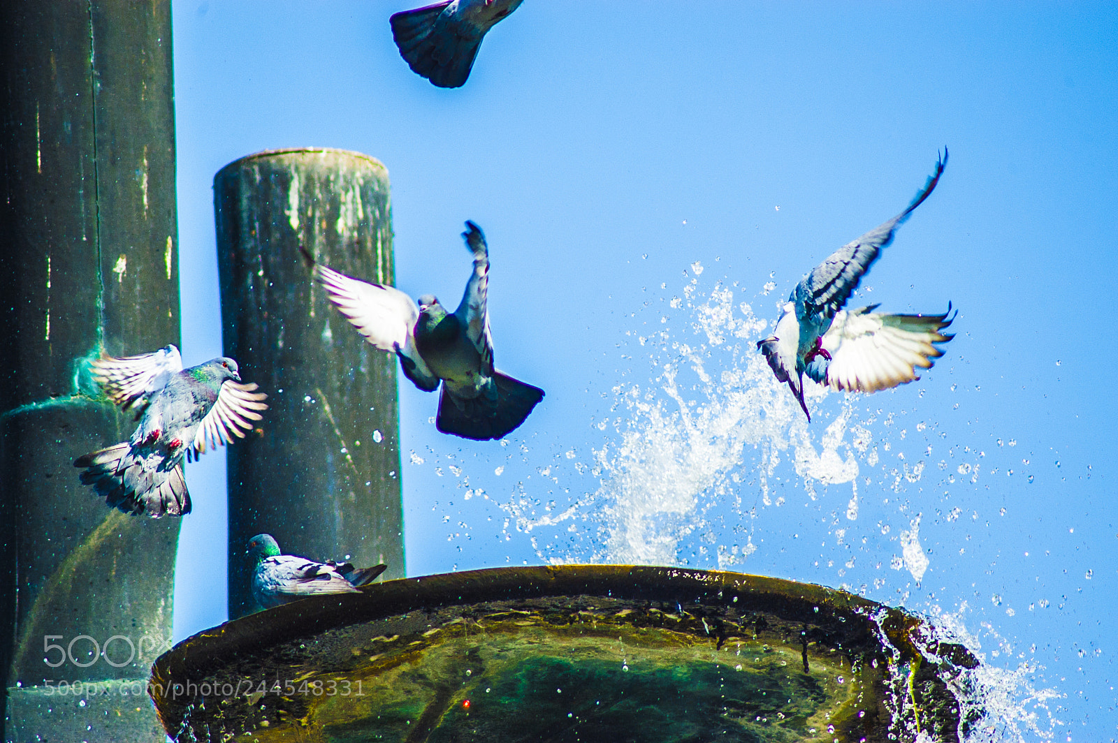 Nikon D100 sample photo. Pigeons photography