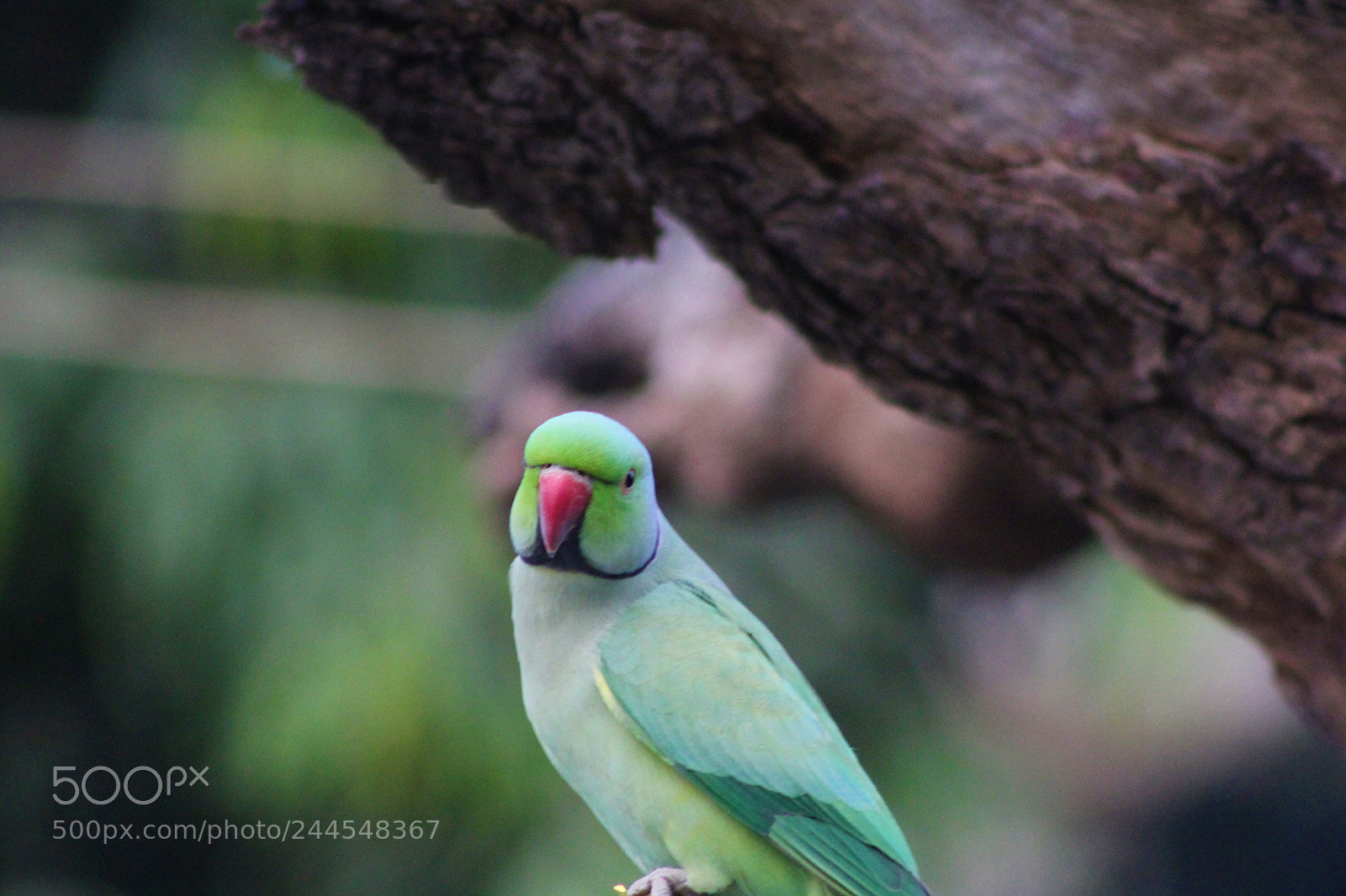 Canon EOS 1200D (EOS Rebel T5 / EOS Kiss X70 / EOS Hi) sample photo. Pose - parrot photography