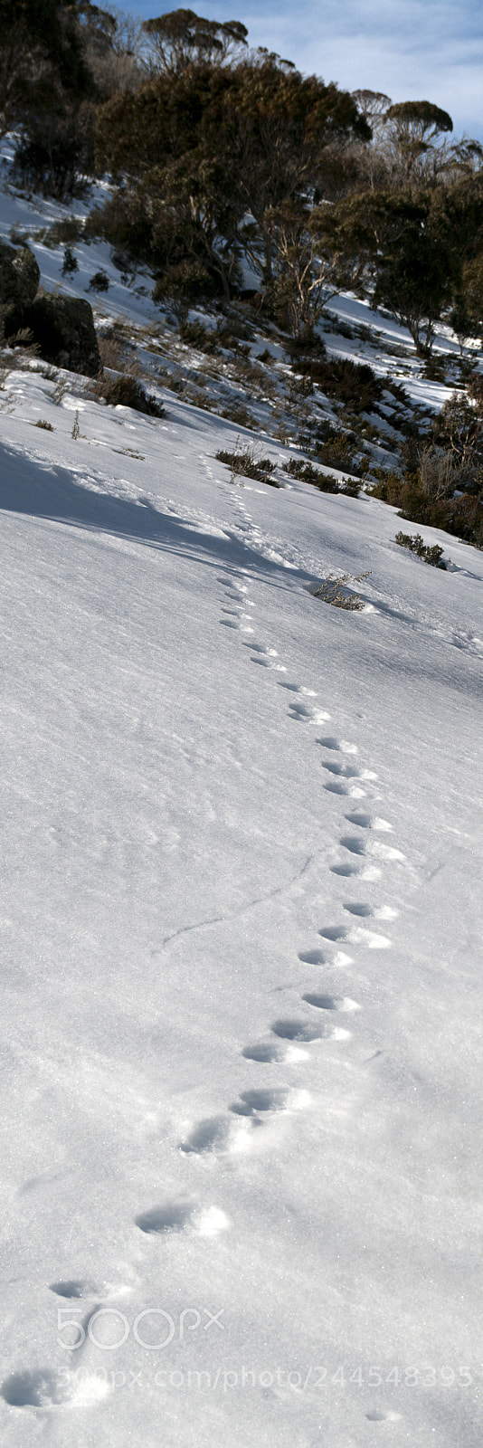 Pentax K20D sample photo. Snowy mountains australia photography