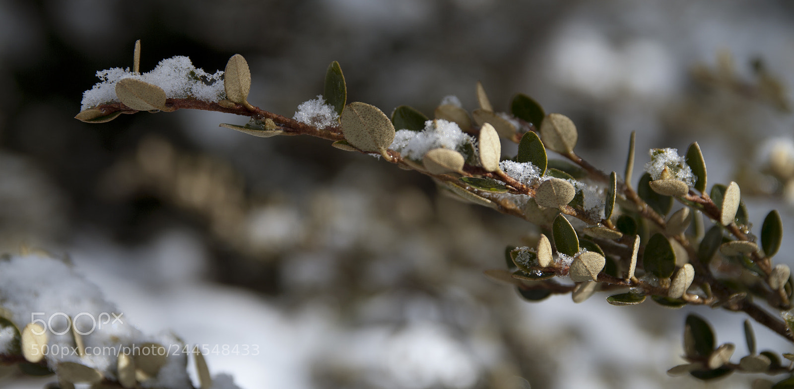 Pentax K20D sample photo. Snowy mountains australia photography