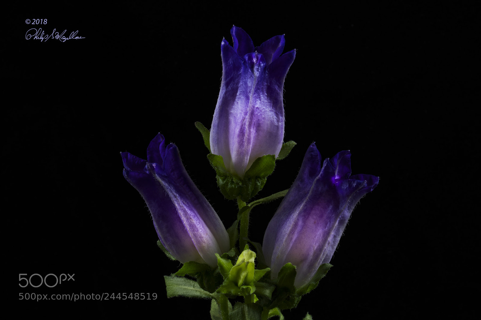 Nikon D500 sample photo. Campanula photography