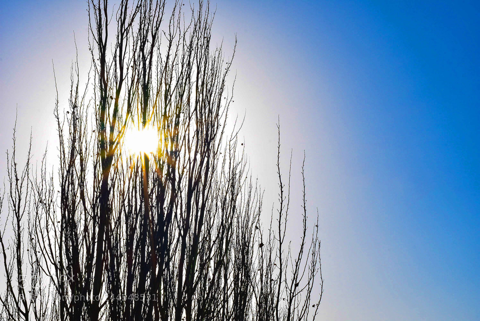 Nikon D7200 sample photo. Shining tree photography