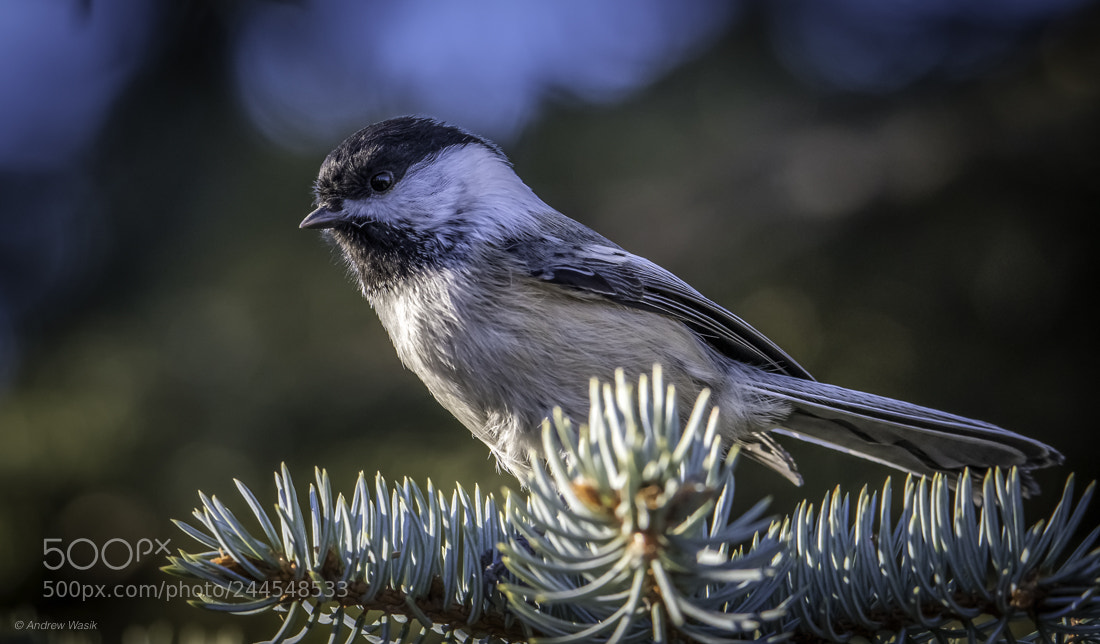 Nikon D500 sample photo. Chickadee on the evergreen photography