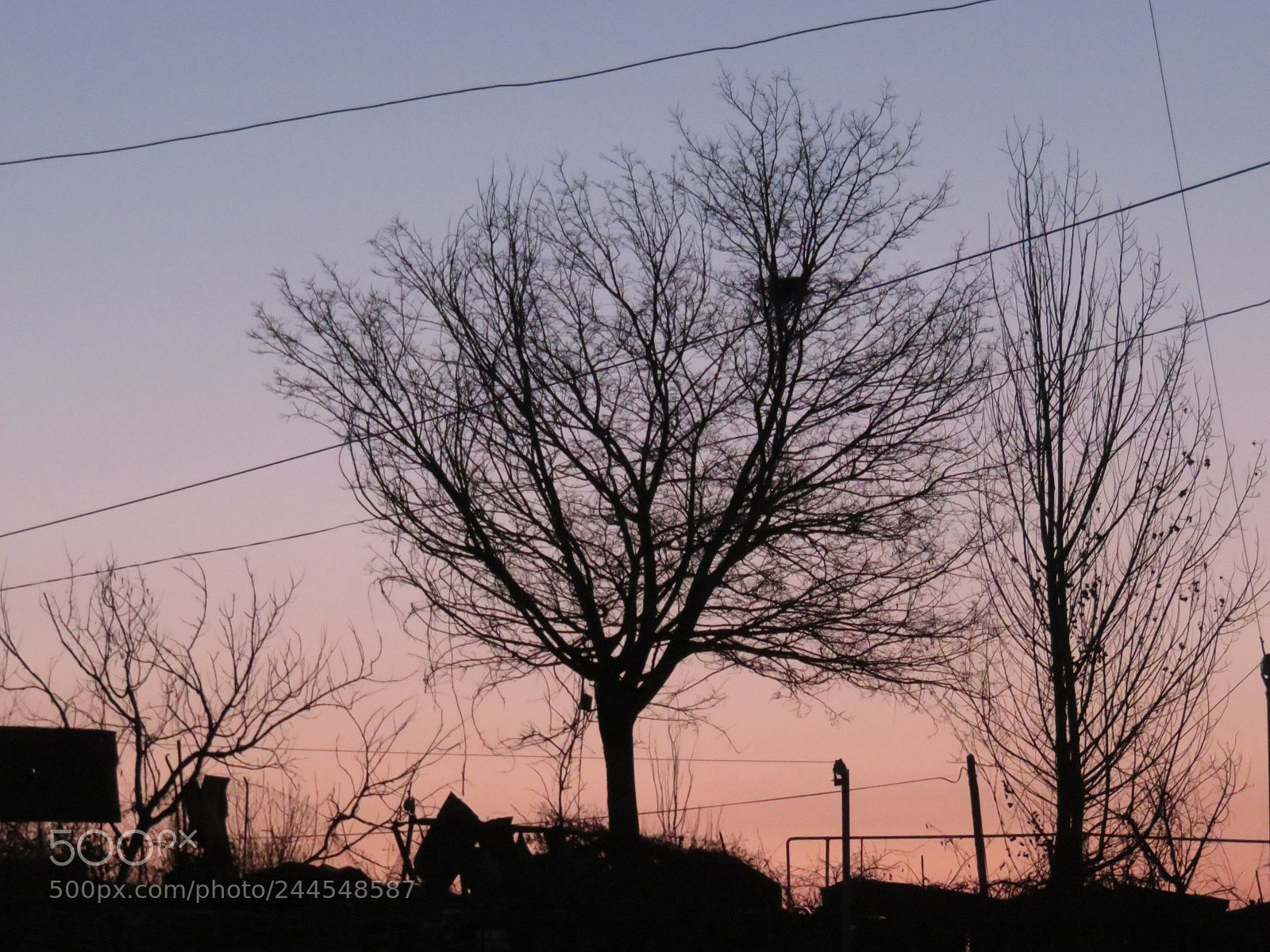 Canon PowerShot SX710 HS sample photo. Evening trees photography