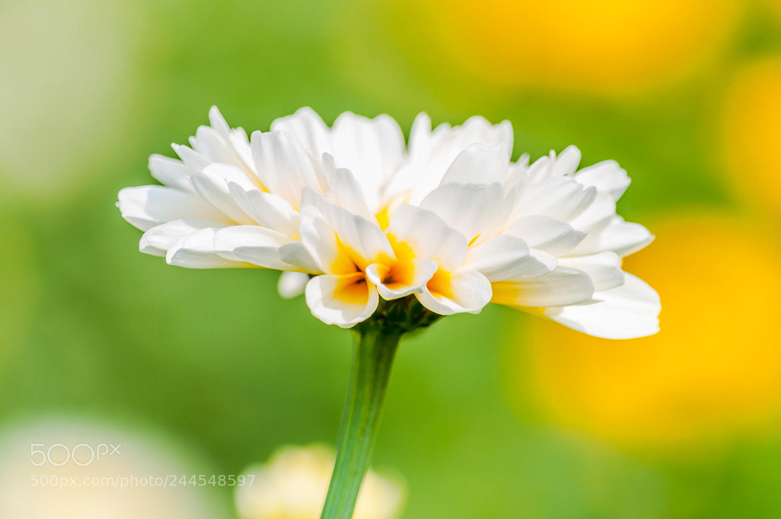 Nikon D5000 sample photo. Hues of spring photography