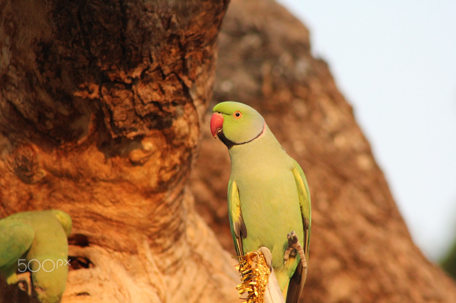 Canon EOS 1200D (EOS Rebel T5 / EOS Kiss X70 / EOS Hi) + EF75-300mm f/4-5.6 sample photo. Parrot -side look photography