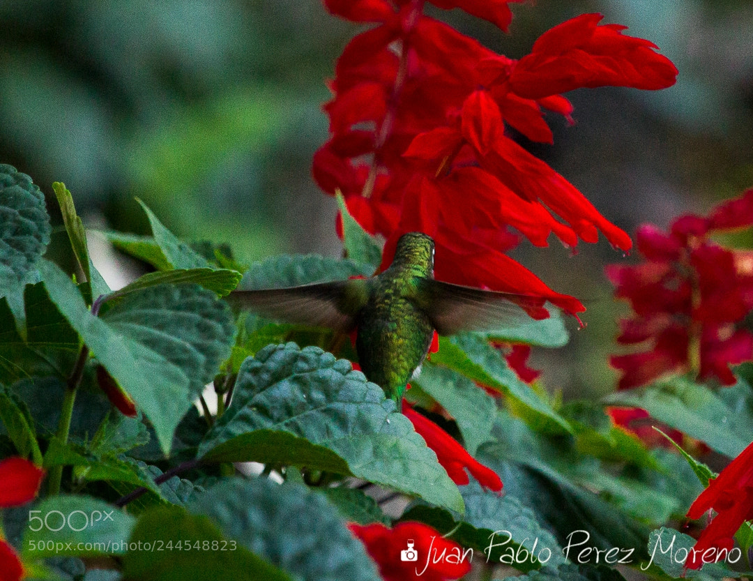 Canon EOS 1200D (EOS Rebel T5 / EOS Kiss X70 / EOS Hi) sample photo. Anthracothorax prevostii colibr de photography