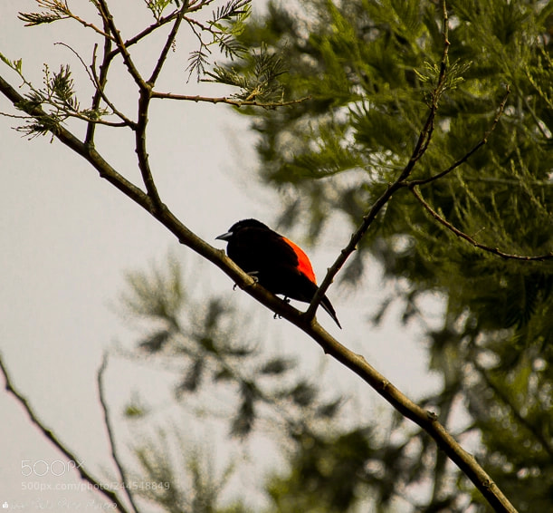 Canon EOS 1200D (EOS Rebel T5 / EOS Kiss X70 / EOS Hi) sample photo. Ramphocelus flammigerus. sangretoro lomo photography