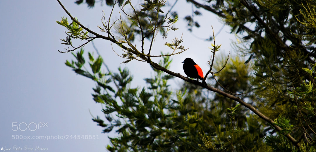 Canon EOS 1200D (EOS Rebel T5 / EOS Kiss X70 / EOS Hi) sample photo. Ramphocelus flammigerus. sangretoro lomo photography
