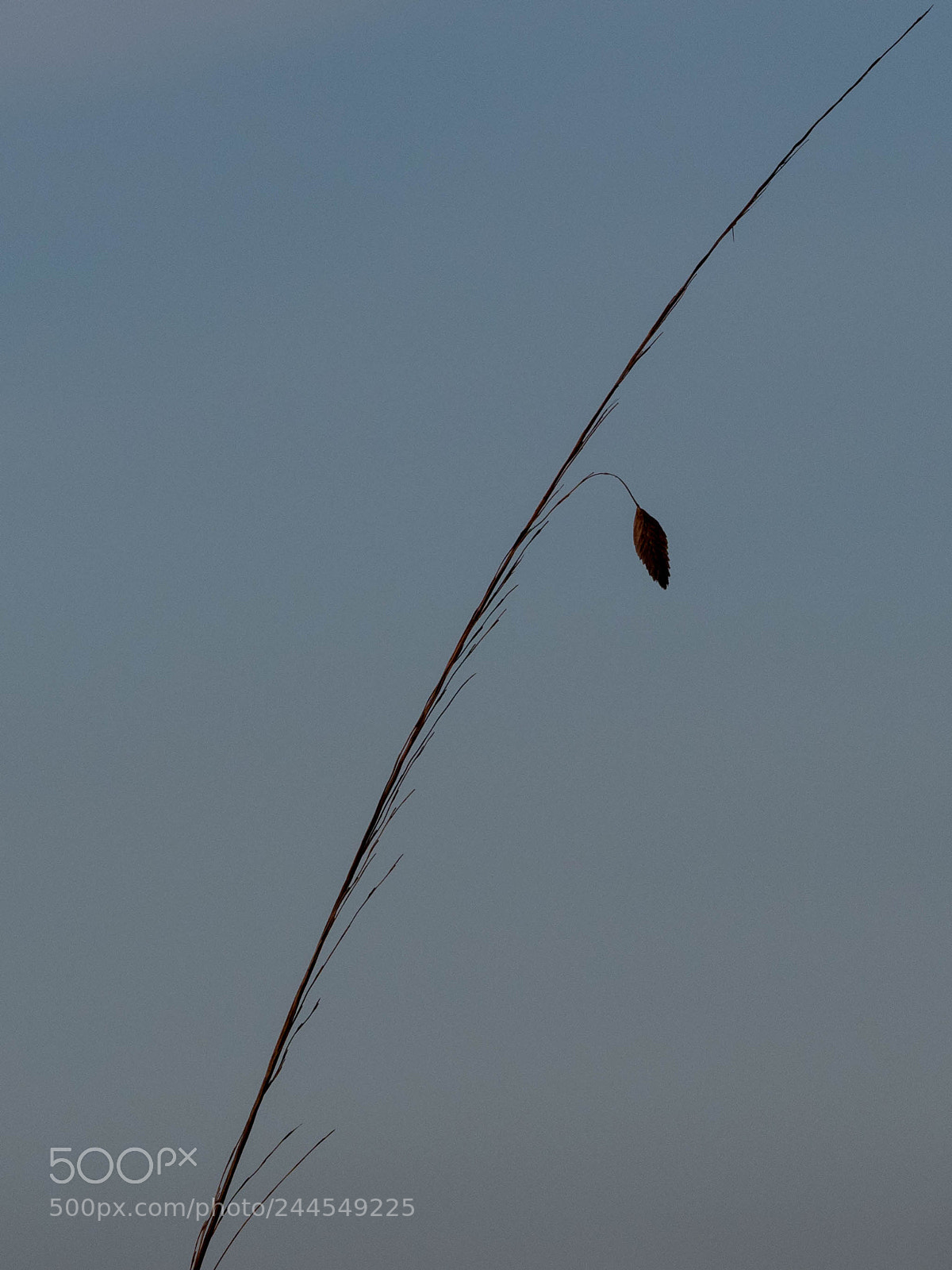 Olympus OM-D E-M1 Mark II sample photo. Last leaf standing....how lonely.h photography