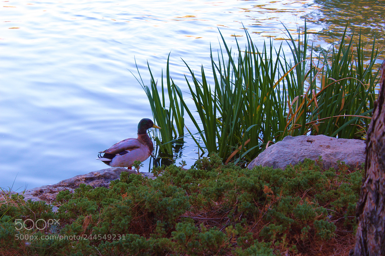Canon EOS 1300D (EOS Rebel T6 / EOS Kiss X80) sample photo. The duck photography