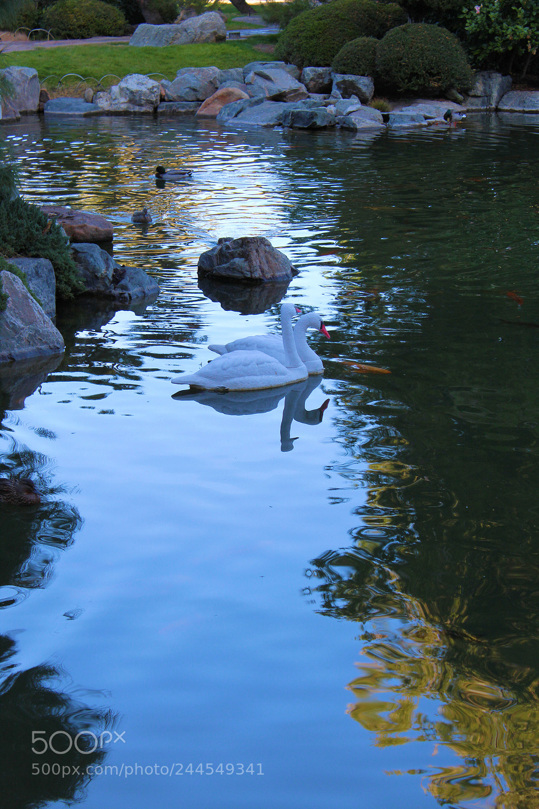 Canon EOS 1300D (EOS Rebel T6 / EOS Kiss X80) sample photo. Swans photography