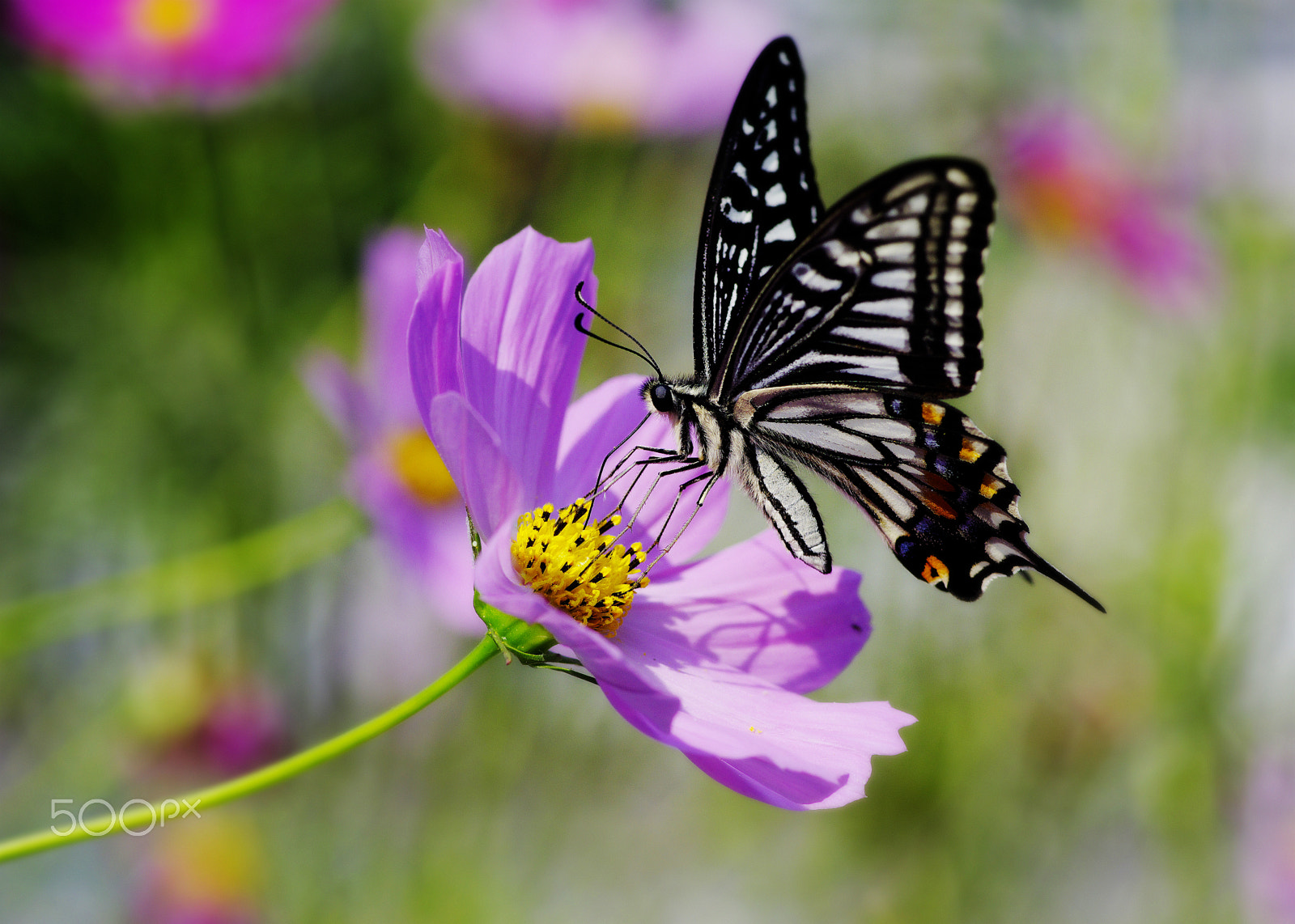 Pentax K-5 sample photo. Butterfly photography