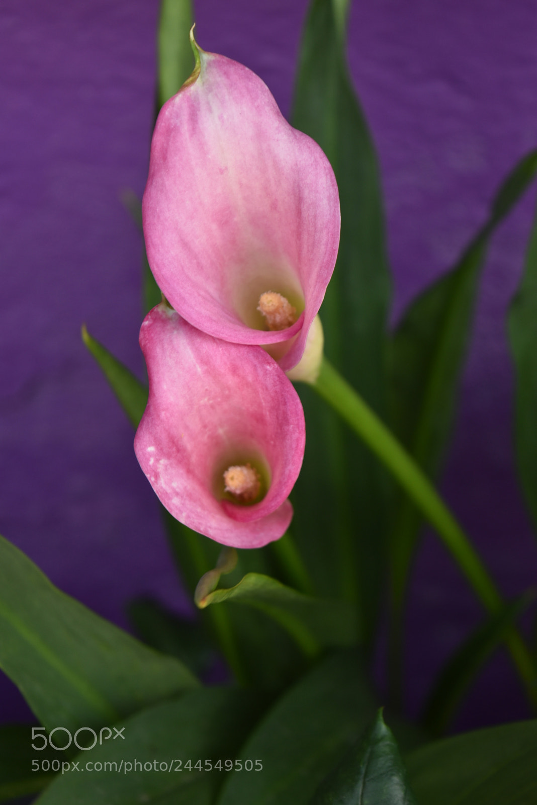 Nikon D5500 sample photo. Flores y photography