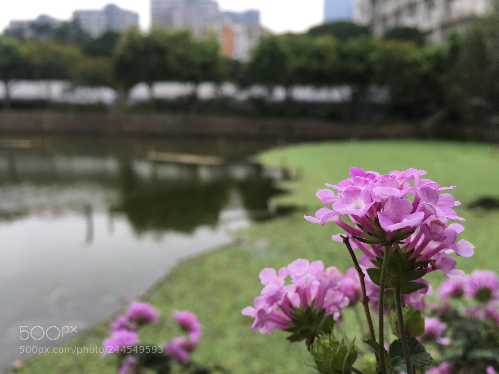 Apple iPhone 6s sample photo. Purple flowers photography