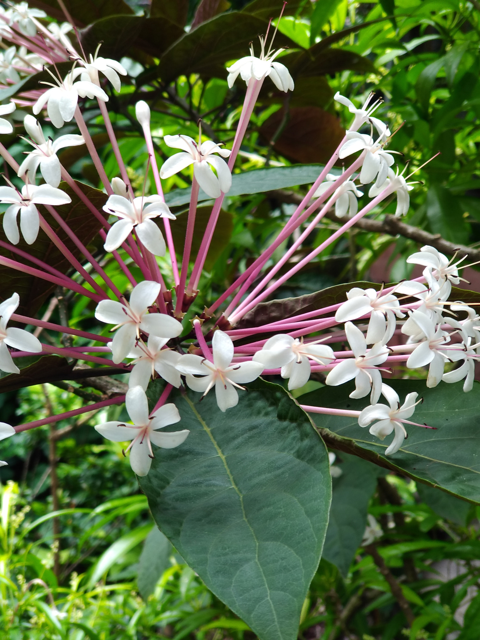 ASUS ZenFone 3 Zoom (ZE553KL) sample photo. Flower bokeh photography