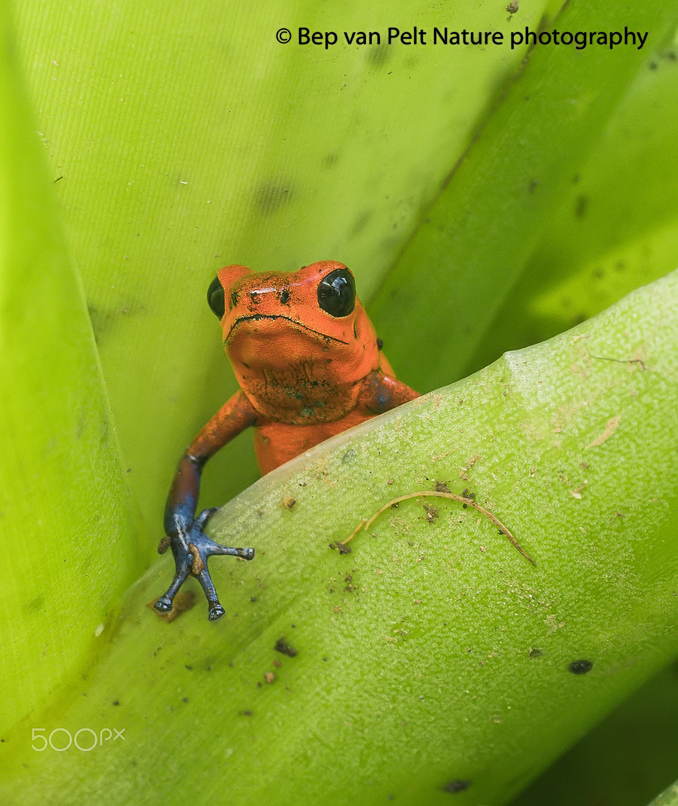 Nikon D500 + Sigma 50mm F2.8 EX DG Macro sample photo. Little strawberry poison frog photography