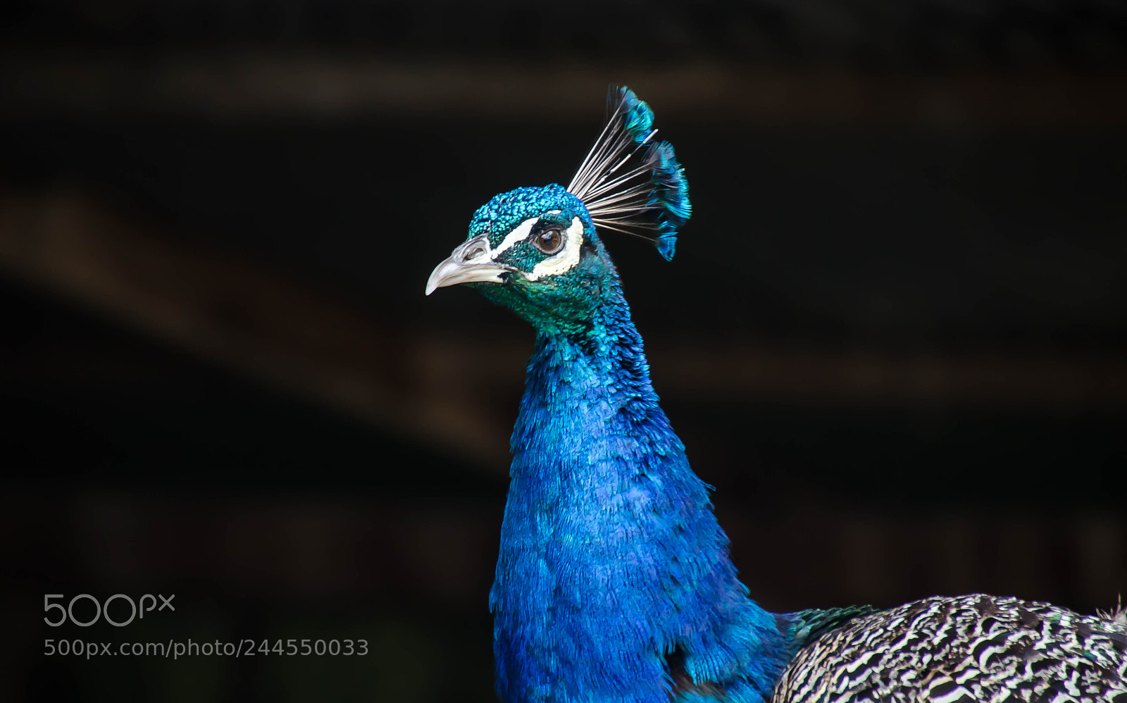 Nikon D5100 sample photo. Pavo real photography
