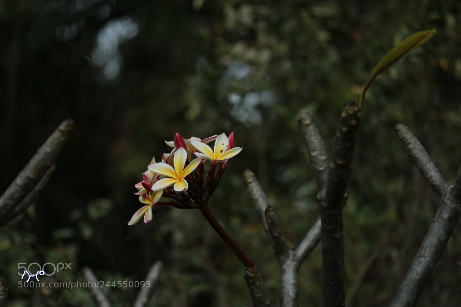 Canon EOS M10 sample photo. Flower of magnolia photography