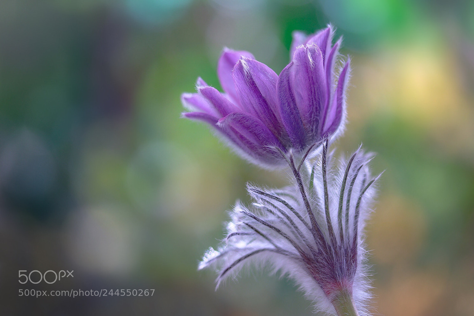 Canon EOS 760D (EOS Rebel T6s / EOS 8000D) sample photo. Solitary bell-shaped flowers turned photography