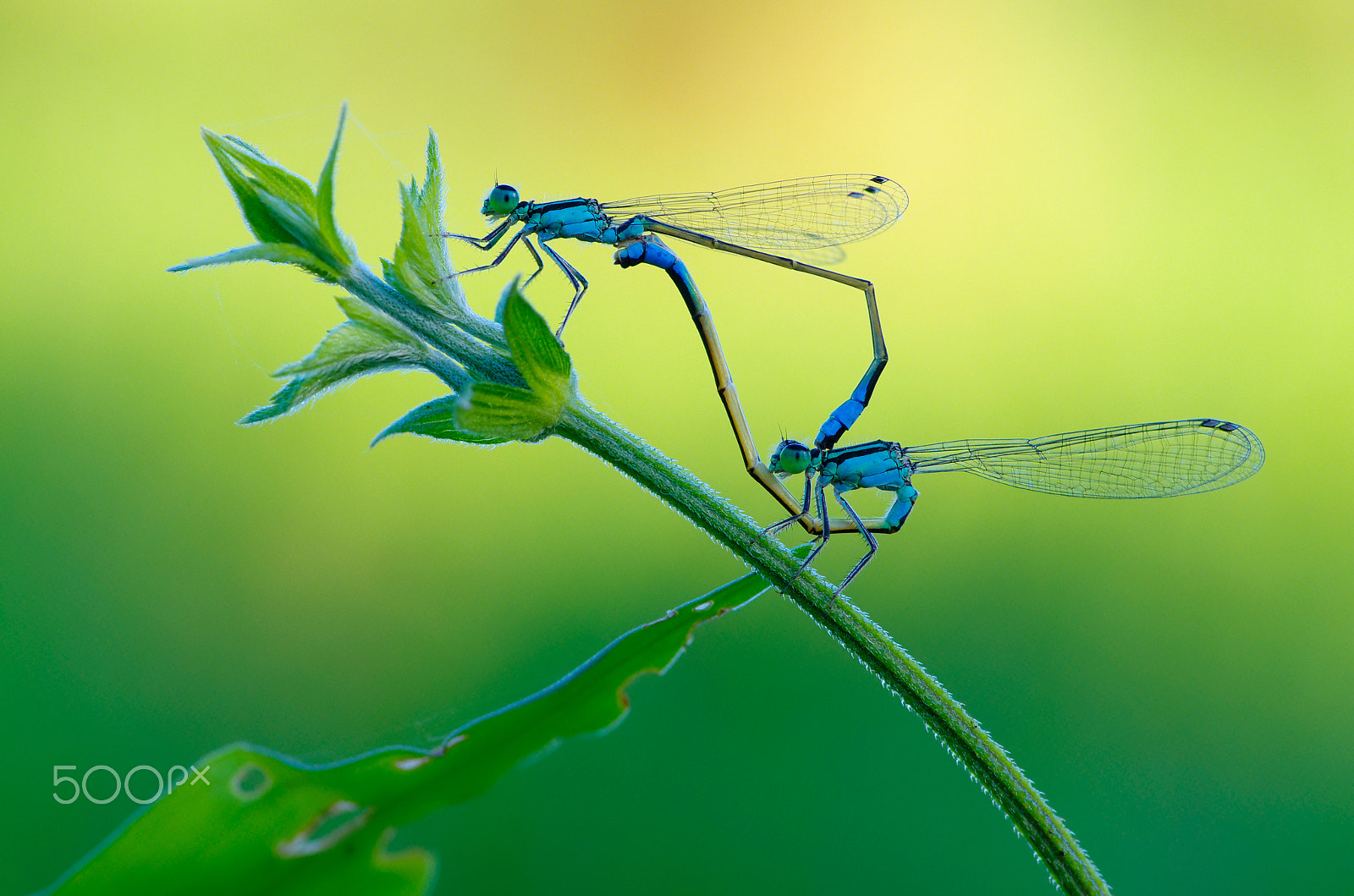 Pentax K-5 sample photo. Damselfly photography