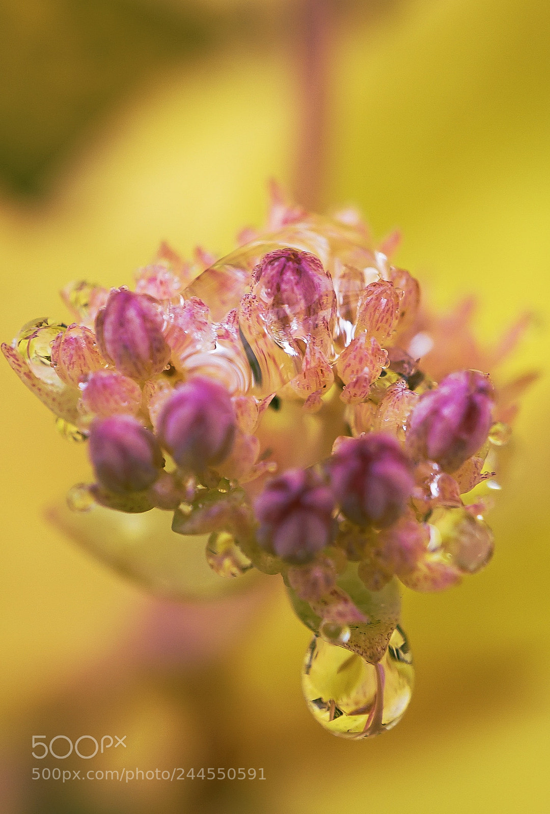 Sony a7 II sample photo. In one drop of photography