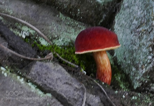 Leica V-Lux (Typ 114) sample photo. Mushroom photography