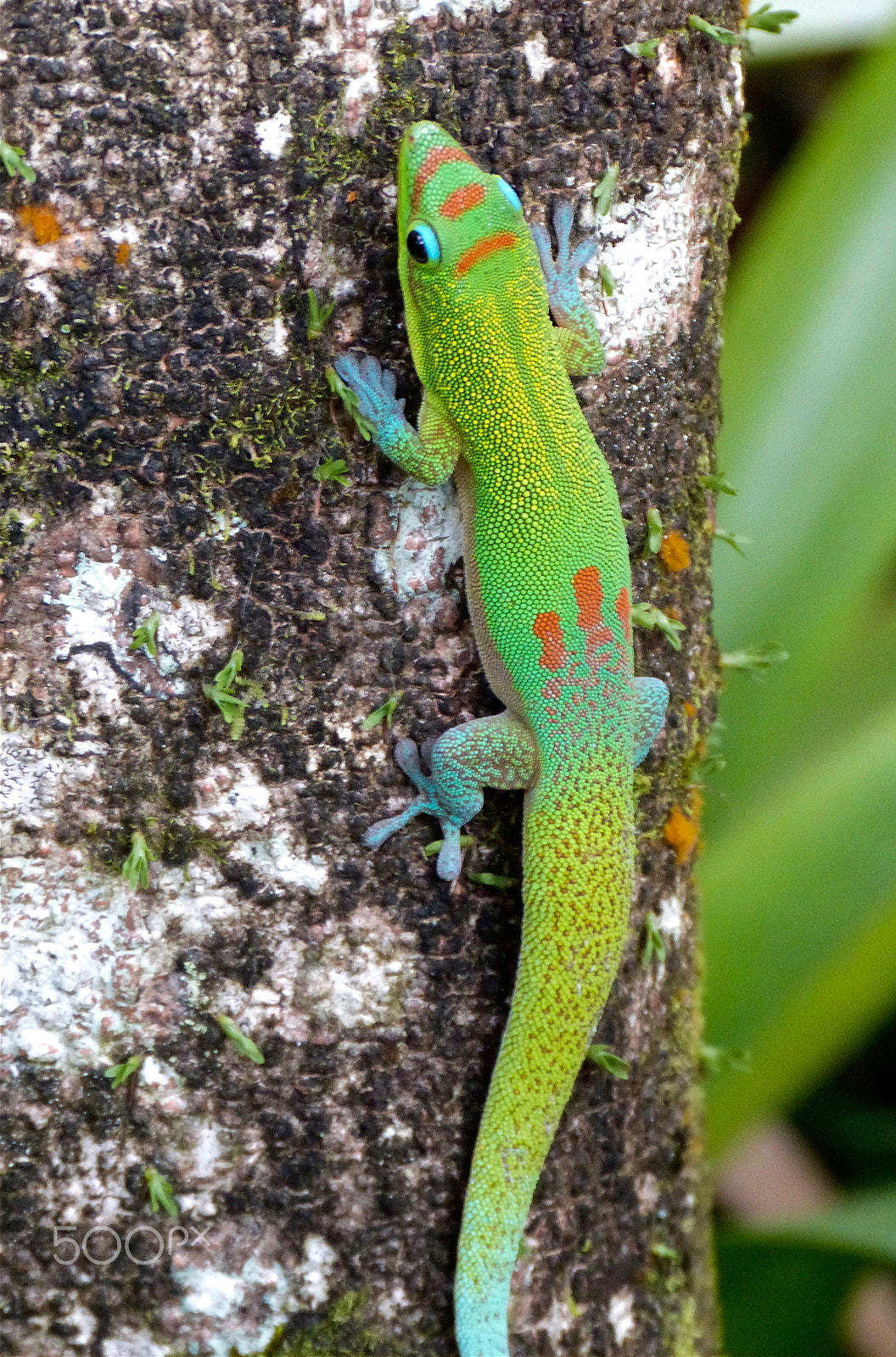 Panasonic Lumix DMC-FZ47 (Lumix DMC-FZ48) sample photo. Gold dust day gecko photography