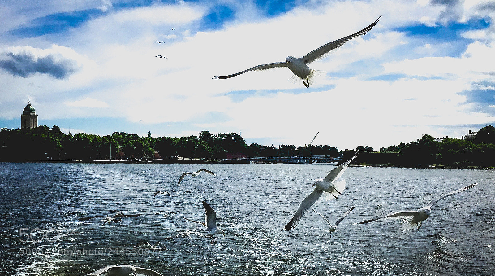 Apple iPhone 6 sample photo. Gulls photography