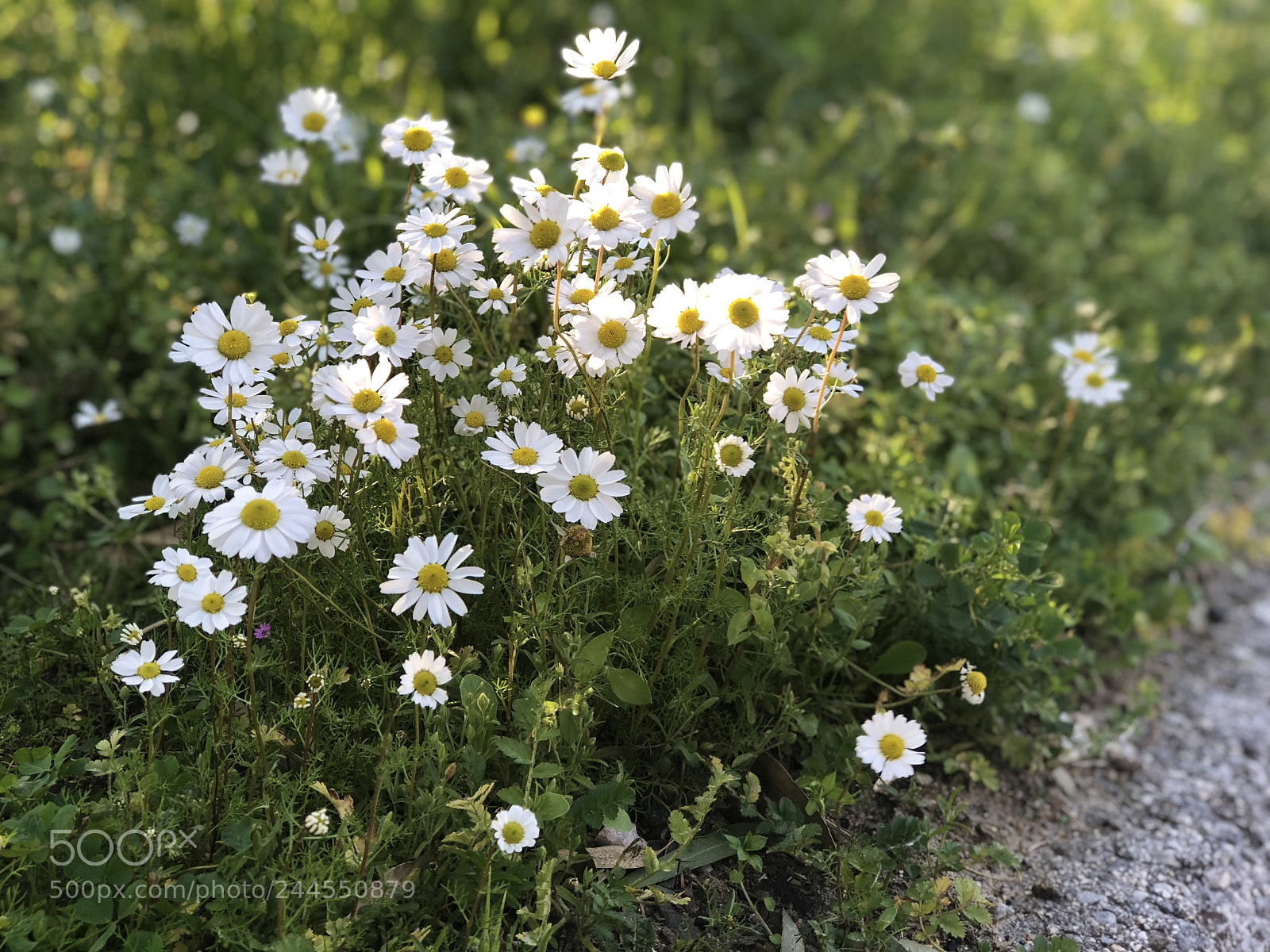 Apple iPhone 8 Plus sample photo. Highway daisies photography