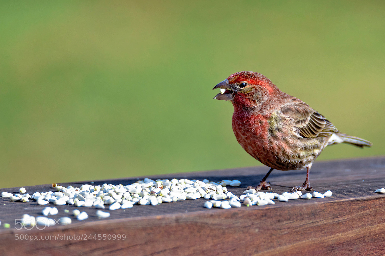Nikon D850 sample photo. Red-headed beauty photography