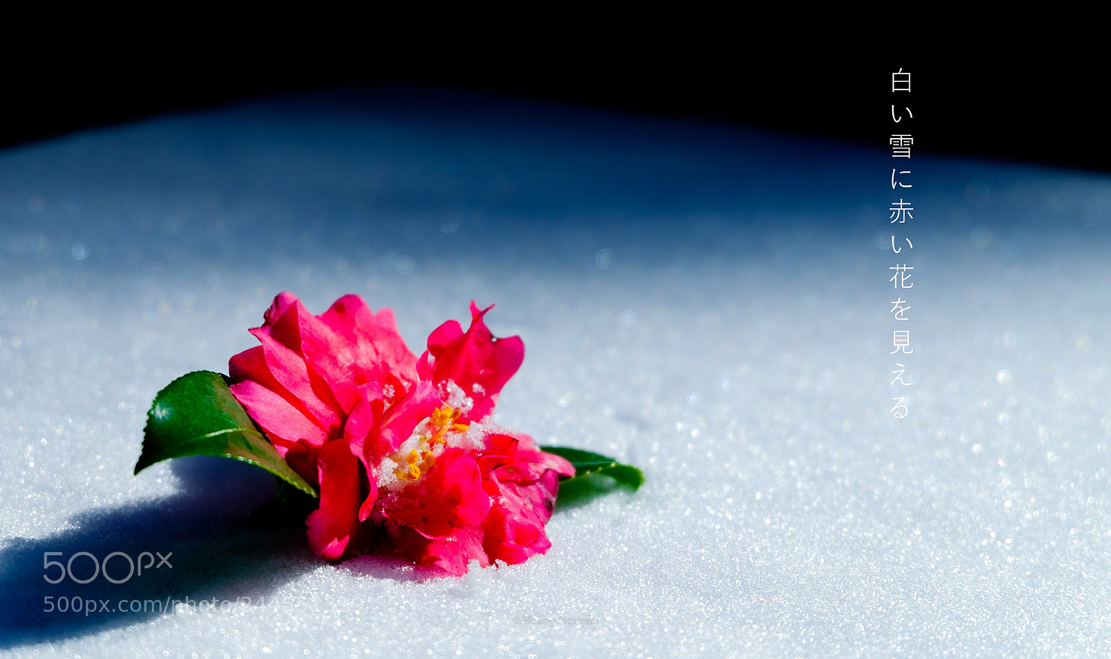 Fujifilm X-T10 sample photo. Snow flower photography
