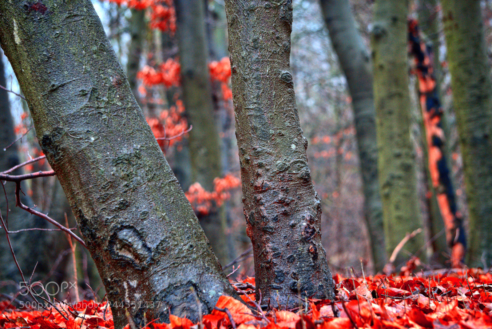 Sony a6300 sample photo. Two tree trunks and photography