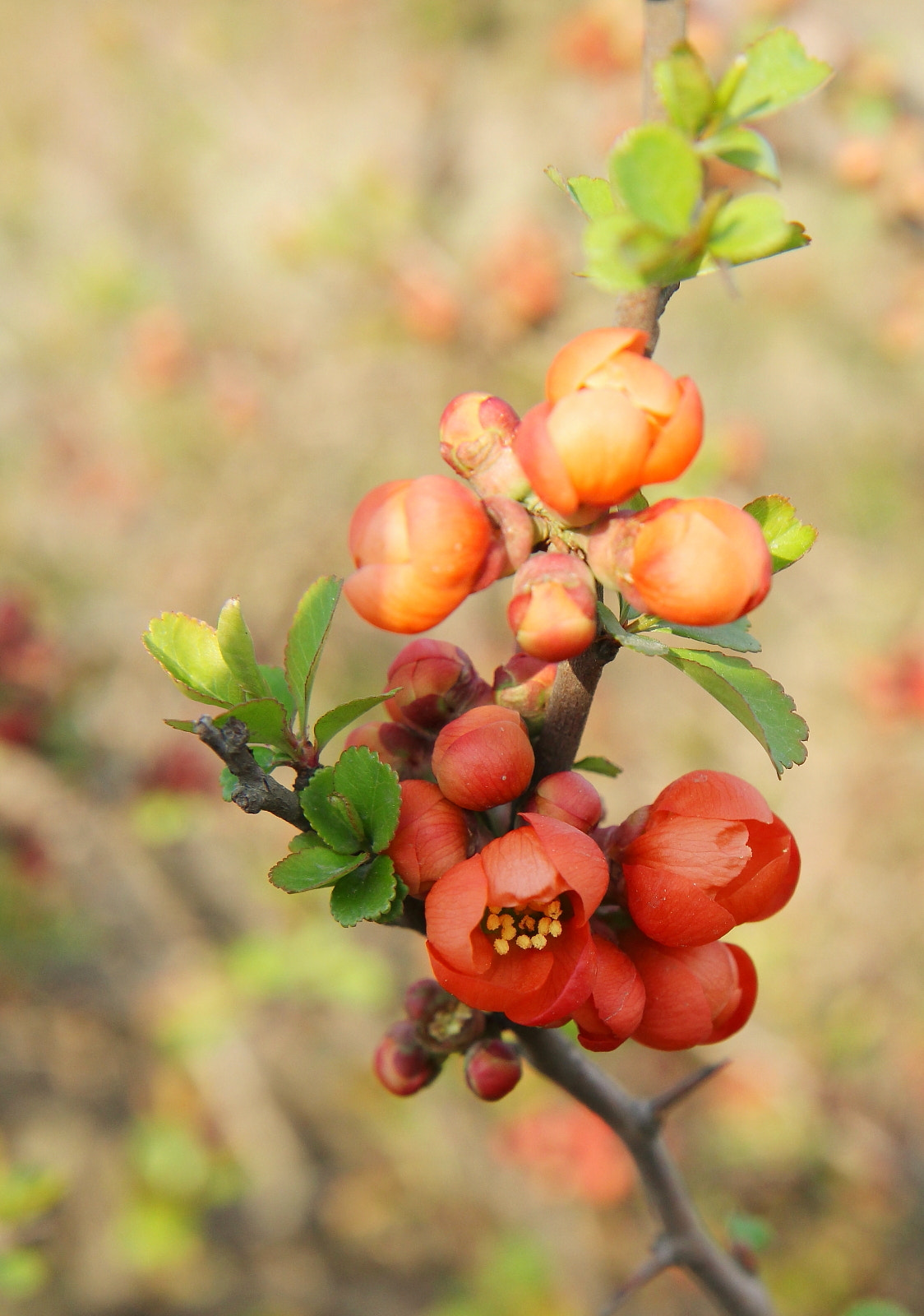 Canon EF-S 17-55mm F2.8 IS USM sample photo. Flowering quince photography