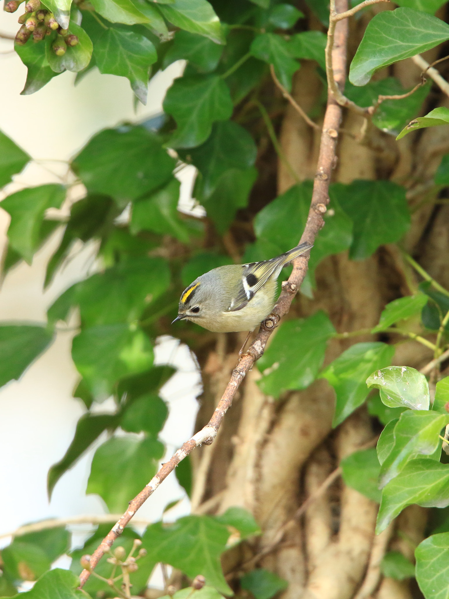 Canon EF 400mm F2.8L IS USM sample photo. Goldcrest  キクイタダキ photography