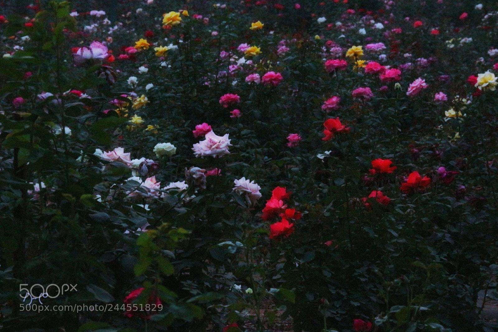 Canon EOS M10 sample photo. Rose garden photography