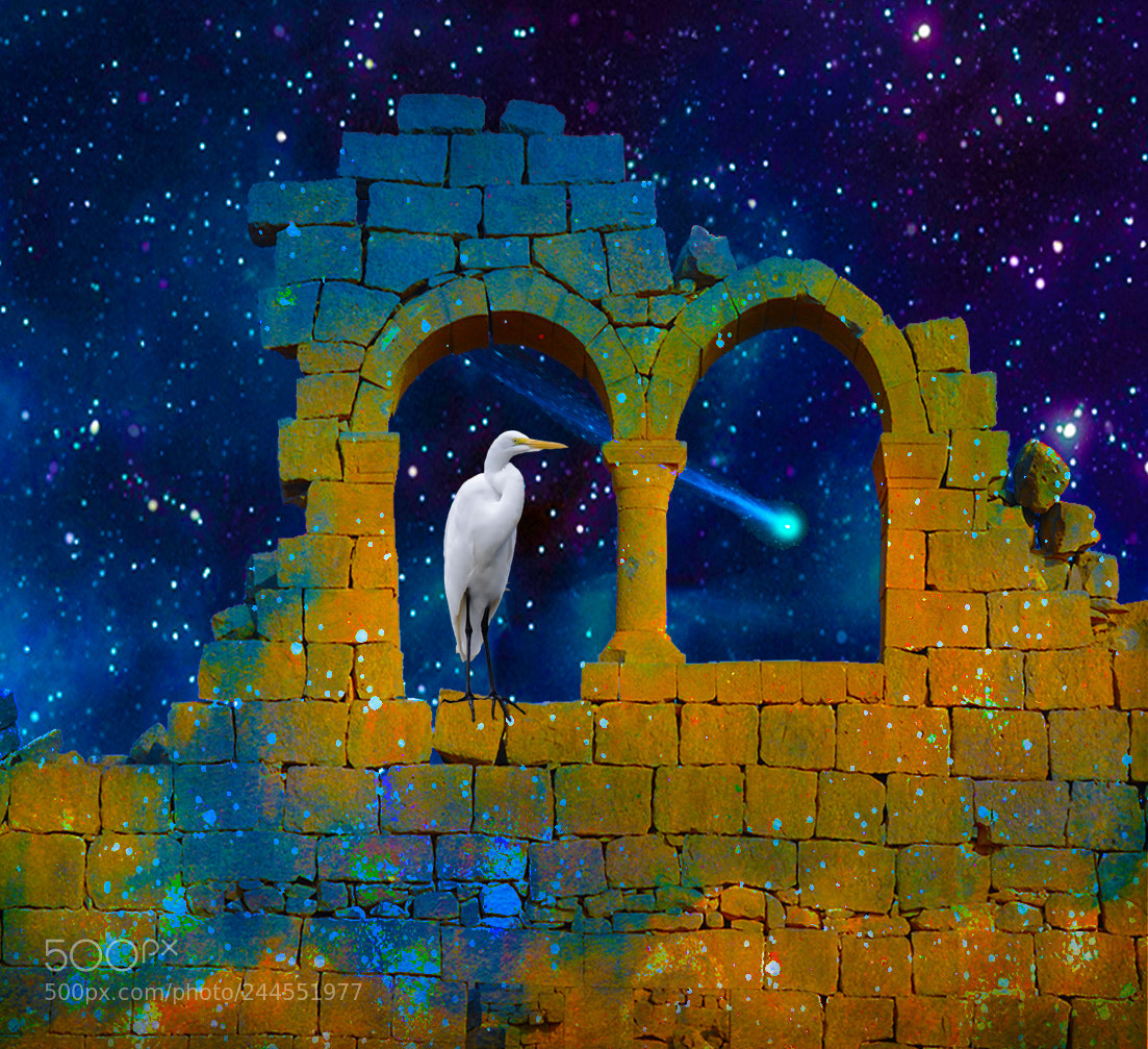 Nikon D7100 sample photo. The belle haven egret photography