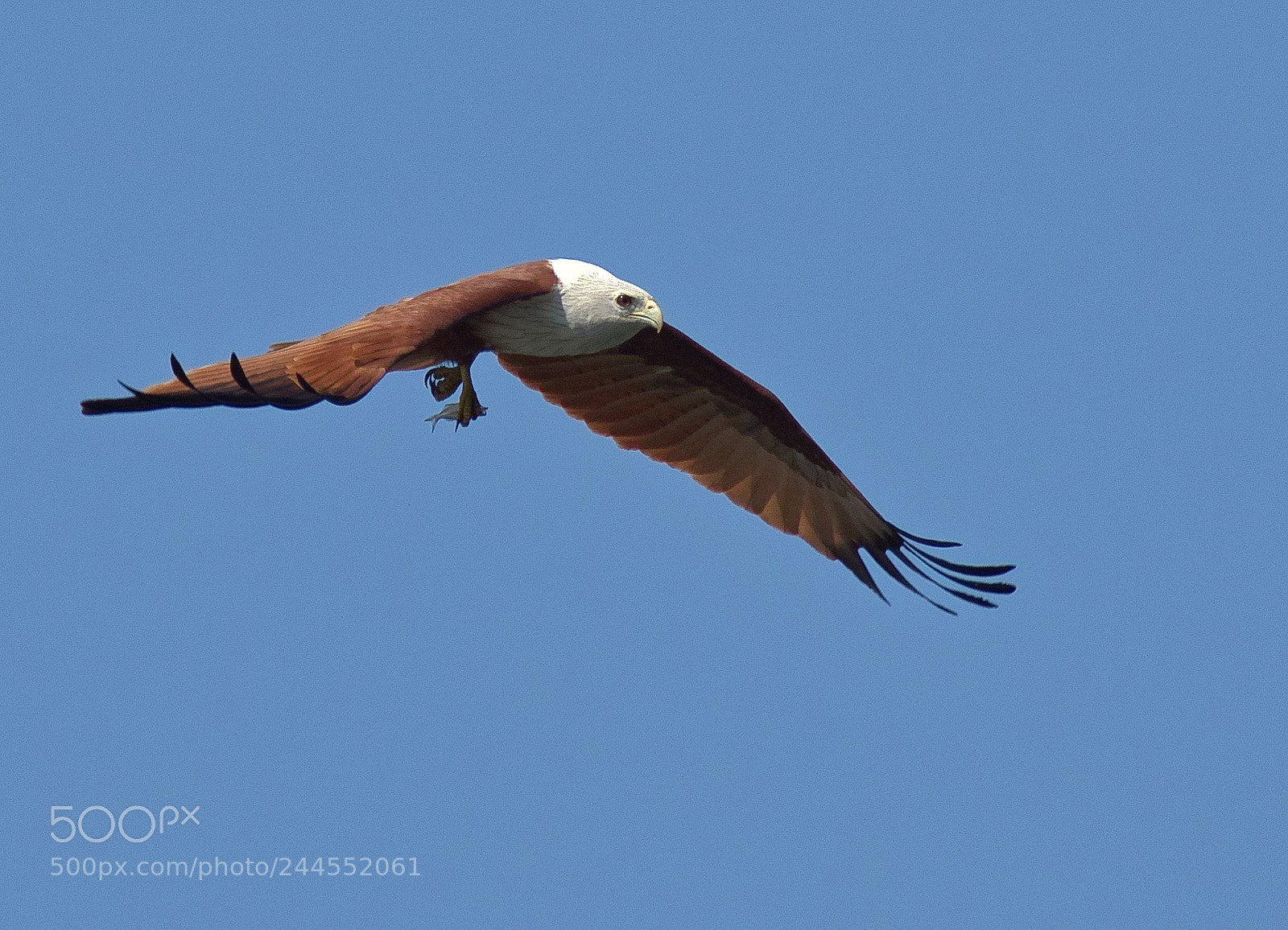 Olympus OM-D E-M1 Mark II sample photo. Brahminy kite with catch photography