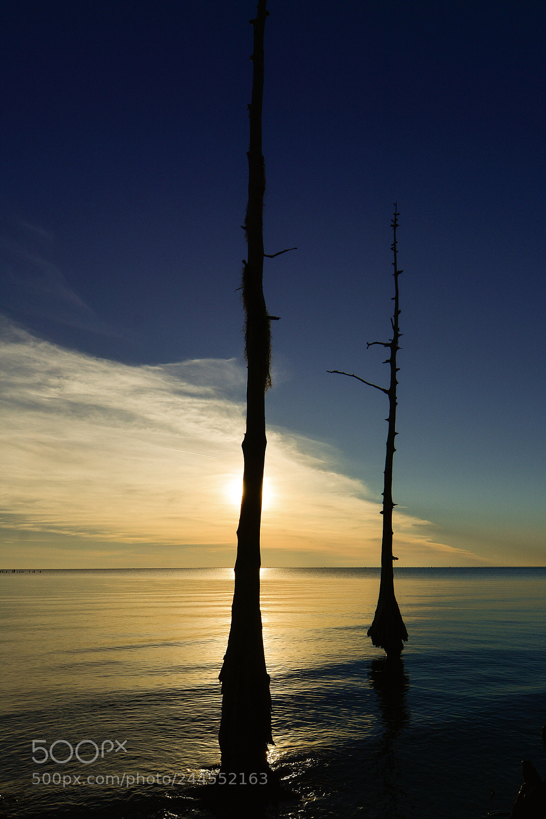 Nikon D7100 sample photo. Old cypress trees and photography