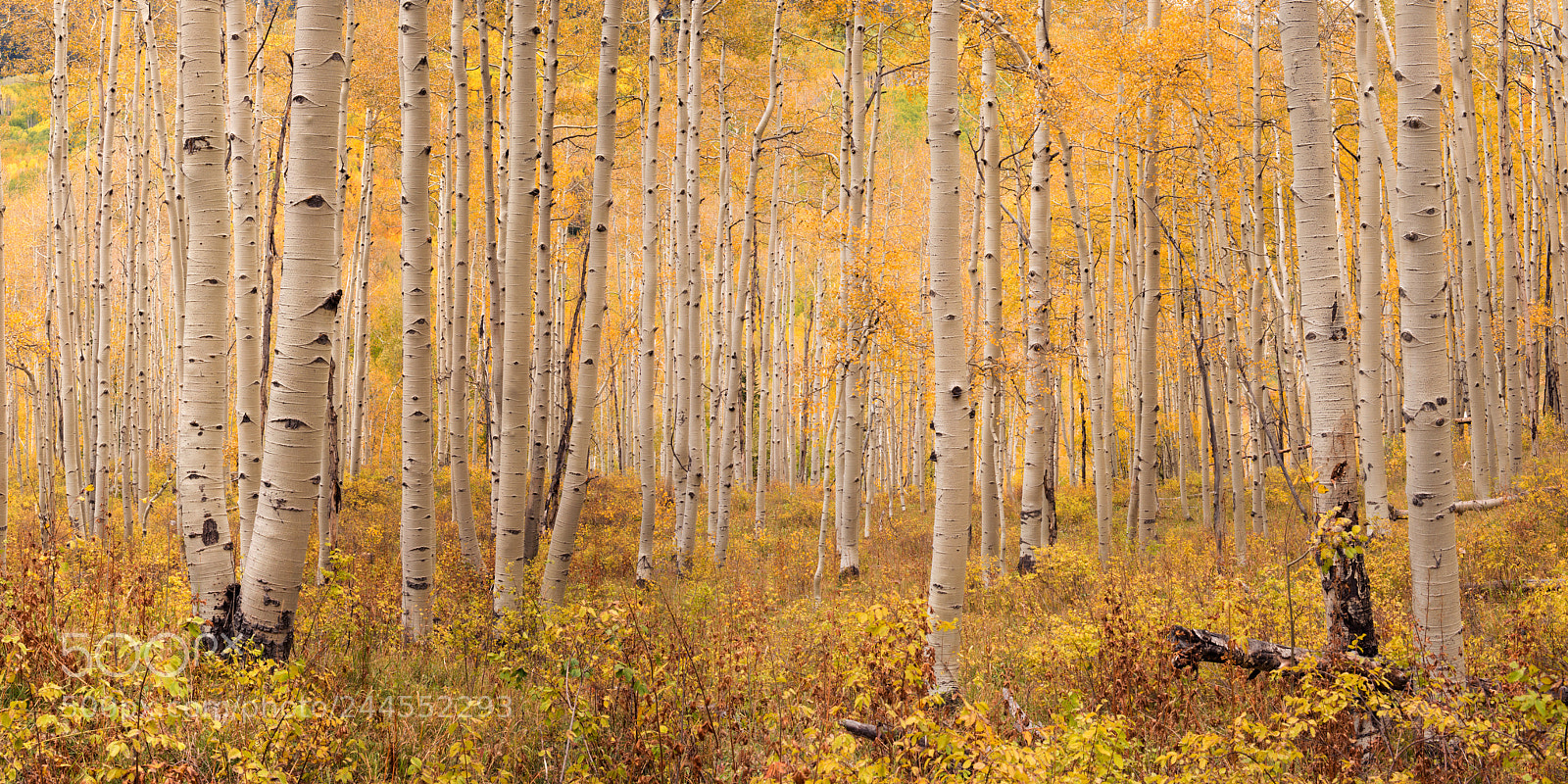 Nikon D800 sample photo. Dyke trail, kebler pass photography