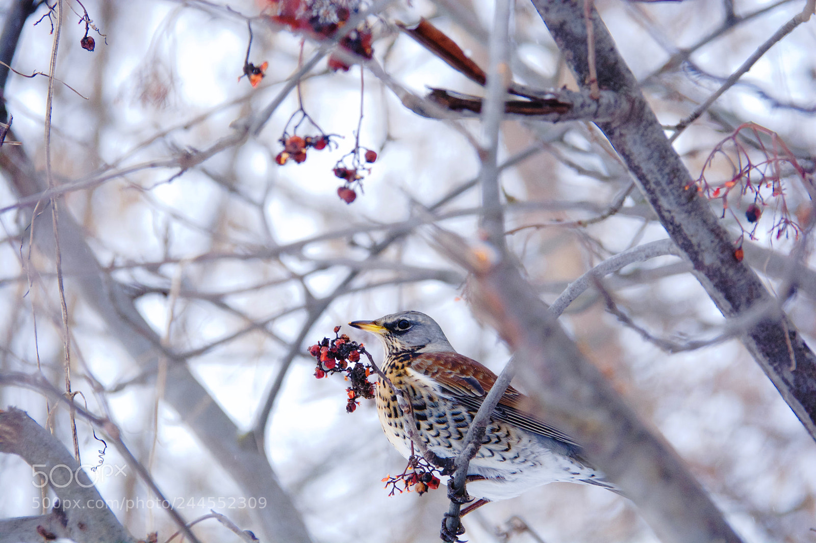Nikon D7100 sample photo. 988_7229.jpg photography