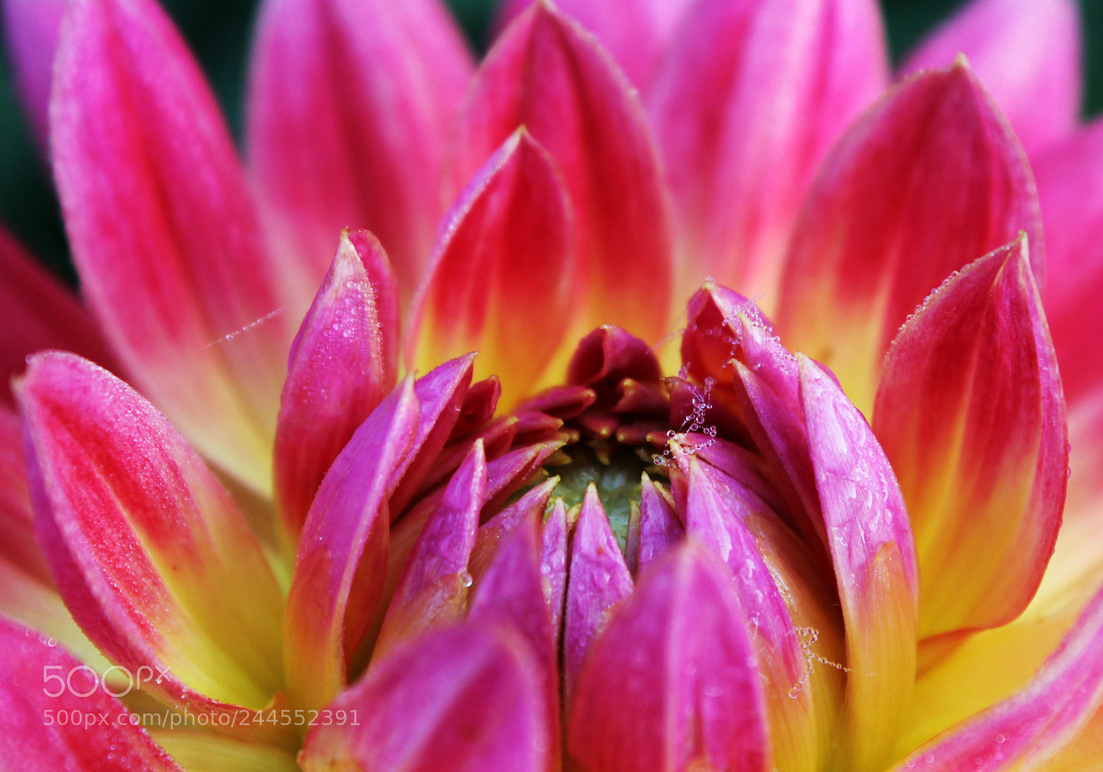 Canon EOS 1100D (EOS Rebel T3 / EOS Kiss X50) sample photo. Dahlia’s dew web photography