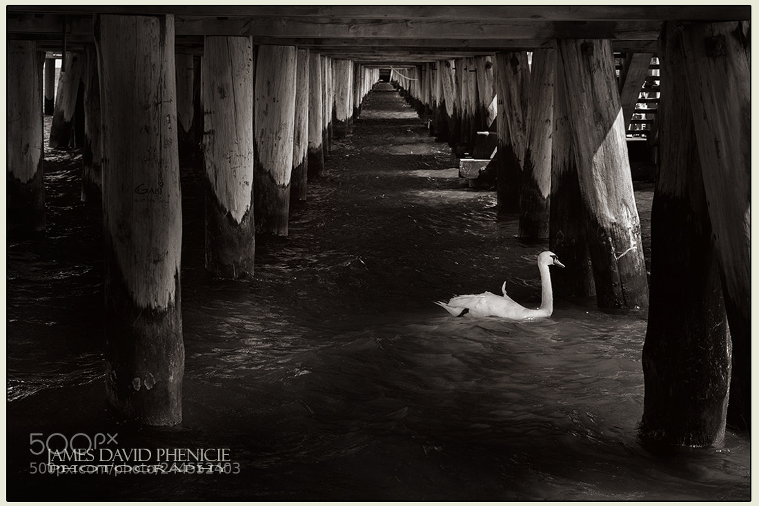 Nikon D500 sample photo. Passing swan photography