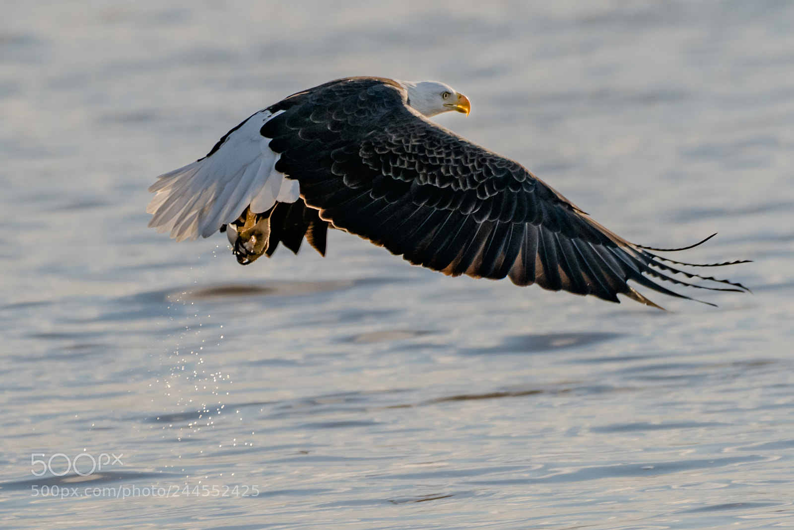 Nikon D850 sample photo. Bald eagle photography