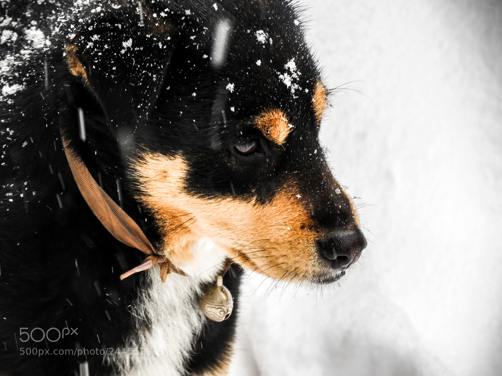 Canon PowerShot SX40 HS sample photo. Dog in storm like photography