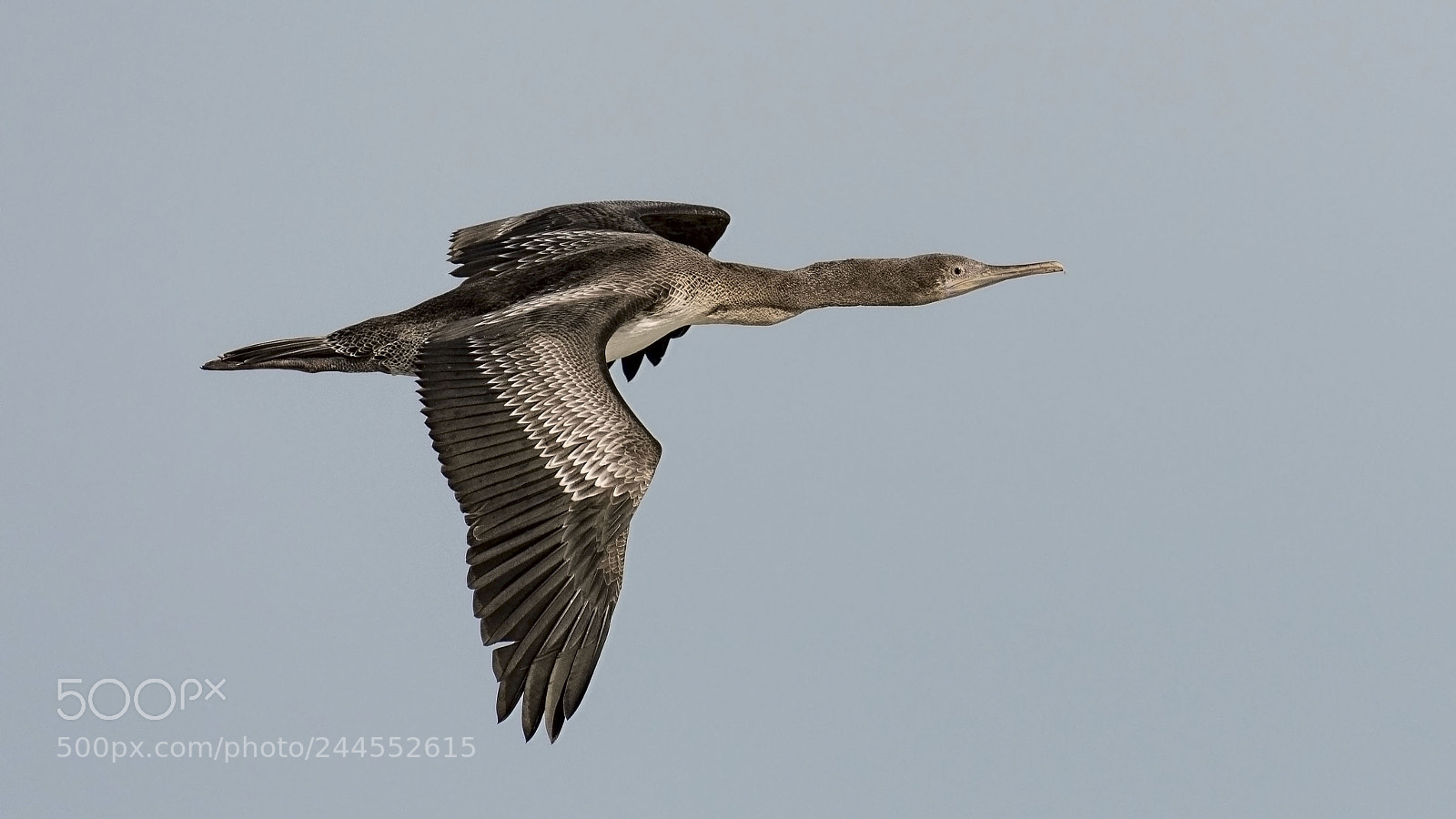 Nikon D500 sample photo. Shag in flight photography