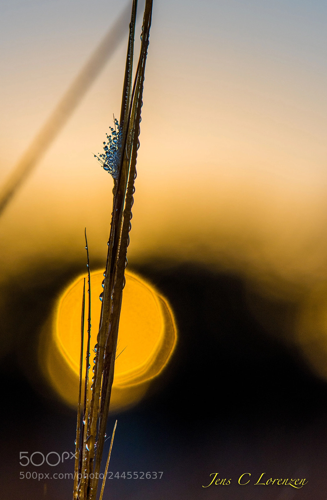 Nikon D810 sample photo. Water drops photography