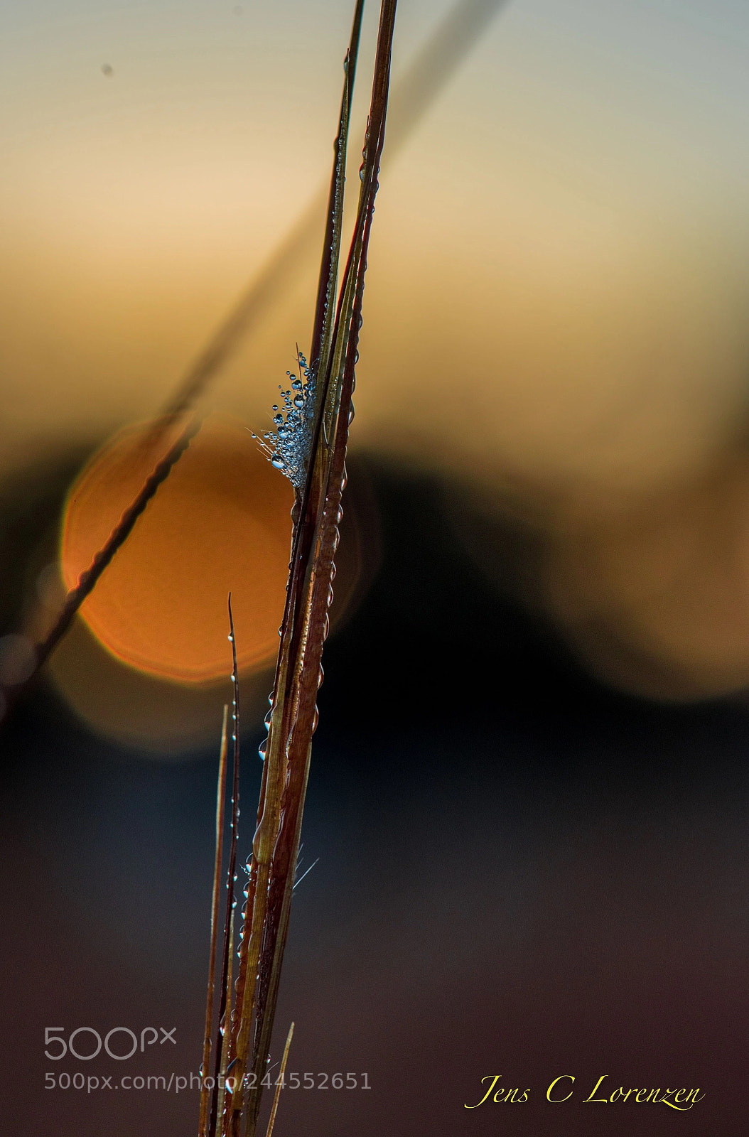Nikon D810 sample photo. Water drops photography