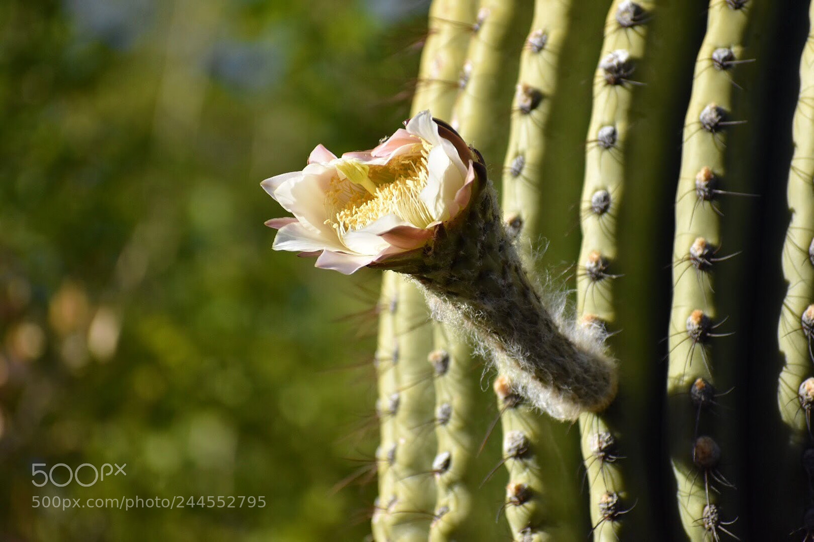 Nikon D7200 sample photo. Argentinian saguaro flower photography